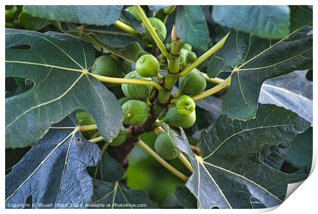 Figs on a fig tree Print by Travel and Pixels 