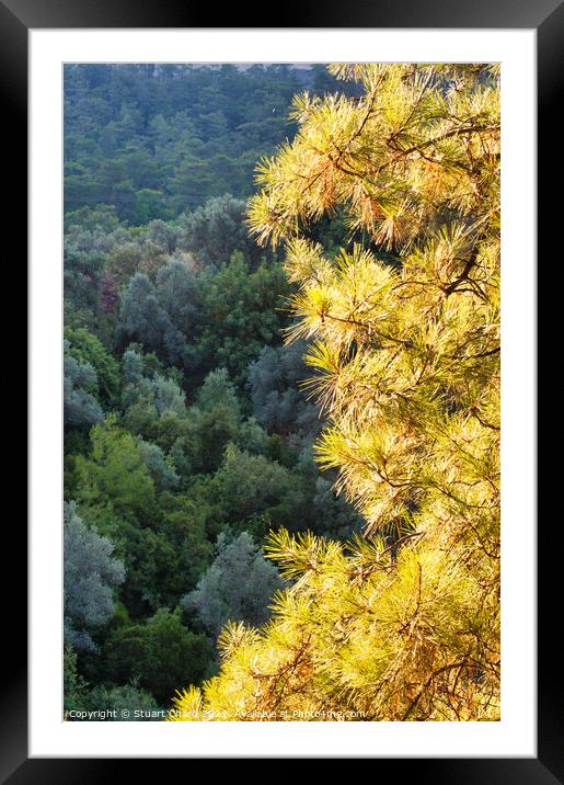 Plant tree Framed Mounted Print by Travel and Pixels 