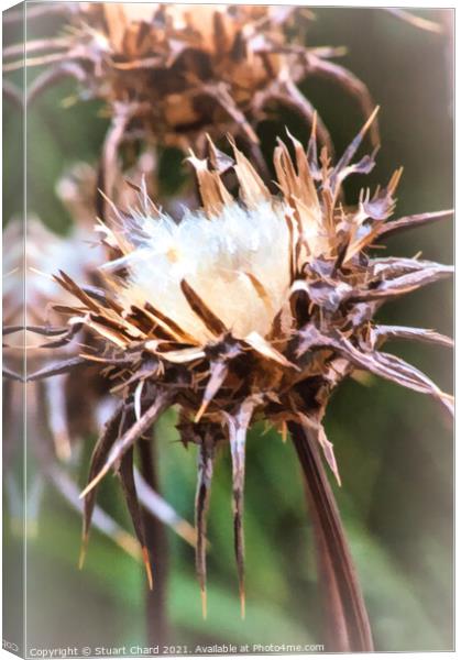 Field Thistle Artwork Canvas Print by Travel and Pixels 