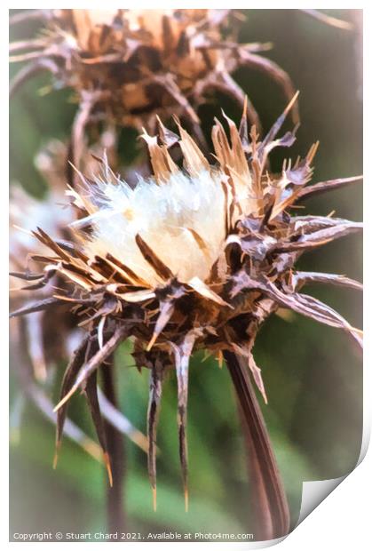 Field Thistle Artwork Print by Travel and Pixels 