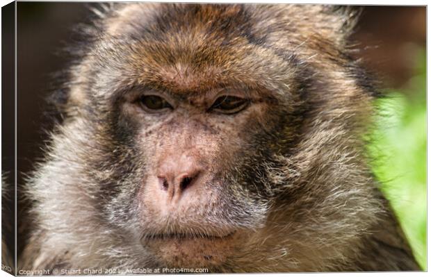 Monkey contemplating life Canvas Print by Travel and Pixels 