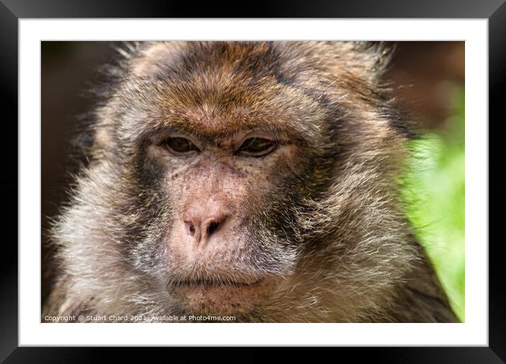 Monkey contemplating life Framed Mounted Print by Stuart Chard