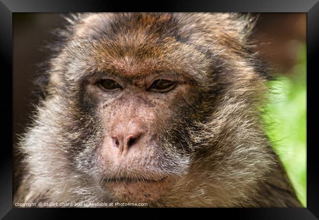 Monkey contemplating life Framed Print by Travel and Pixels 