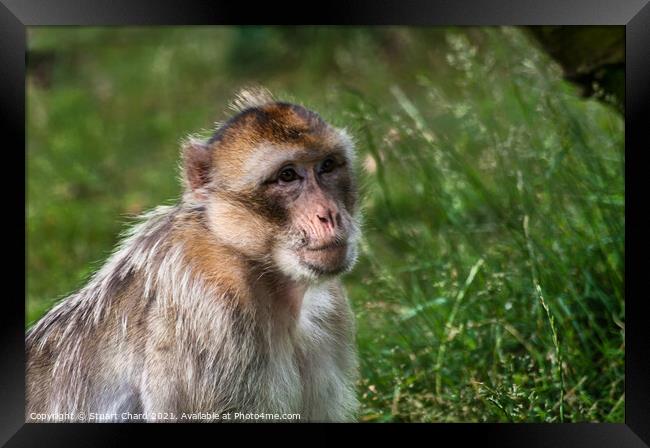 A monkey in grass and woodland Framed Print by Travel and Pixels 