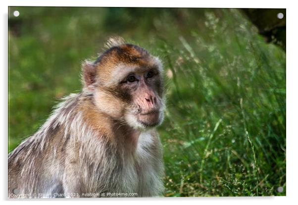 A monkey in grass and woodland Acrylic by Travel and Pixels 