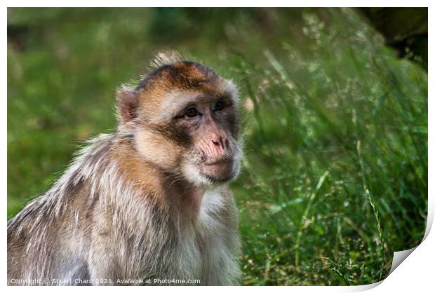A monkey in grass and woodland Print by Travel and Pixels 