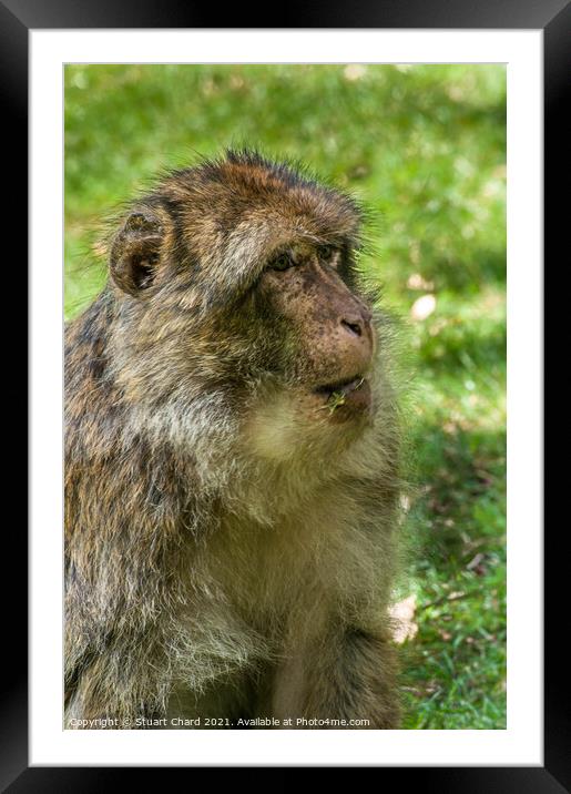 Monkey posing in the woods Framed Mounted Print by Travel and Pixels 
