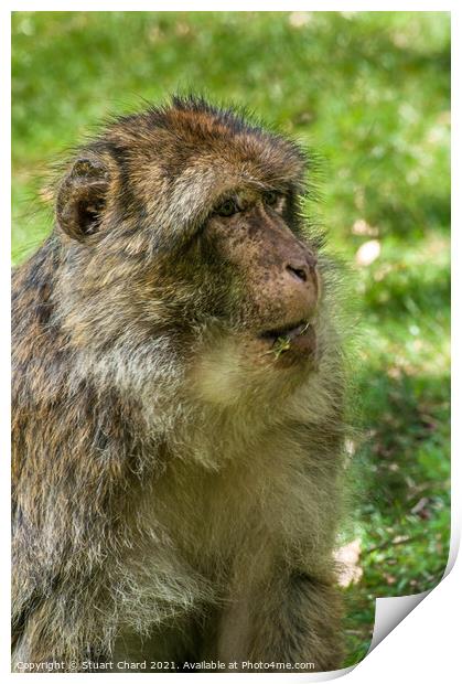 Monkey posing in the woods Print by Travel and Pixels 