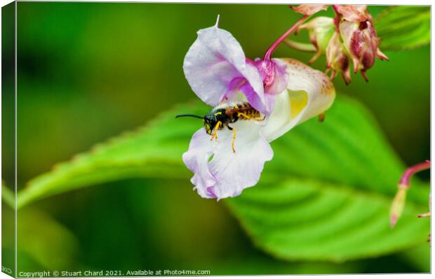 Wasp flying from a flower Canvas Print by Stuart Chard