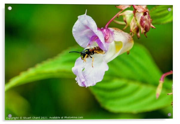 Wasp flying from a flower Acrylic by Travel and Pixels 
