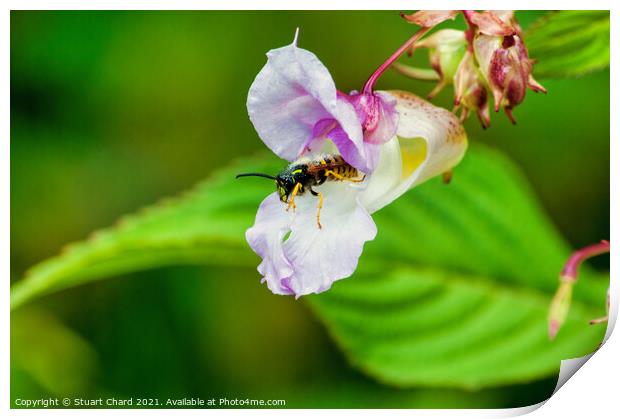 Wasp flying from a flower Print by Stuart Chard