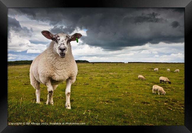 Sheep portrait Framed Print by Bill Allsopp