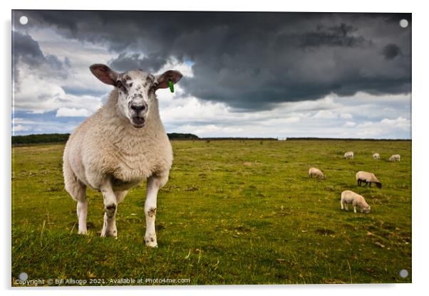 Sheep portrait Acrylic by Bill Allsopp