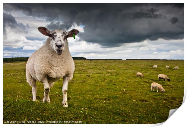 Sheep portrait Print by Bill Allsopp