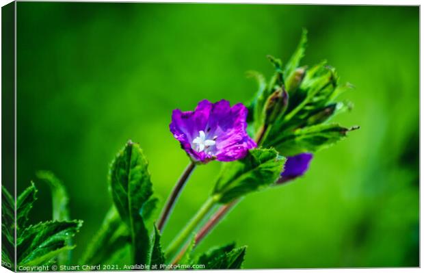 Wild willowherb flower Canvas Print by Travel and Pixels 