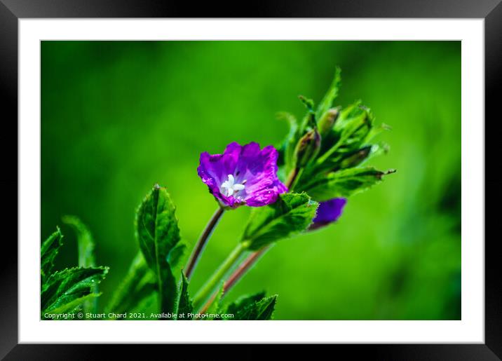 Wild willowherb flower Framed Mounted Print by Travel and Pixels 