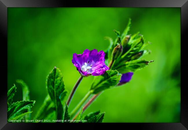 Wild willowherb flower Framed Print by Travel and Pixels 