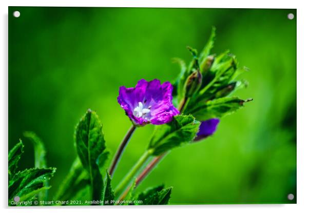 Wild willowherb flower Acrylic by Travel and Pixels 