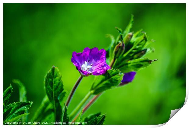 Wild willowherb flower Print by Travel and Pixels 
