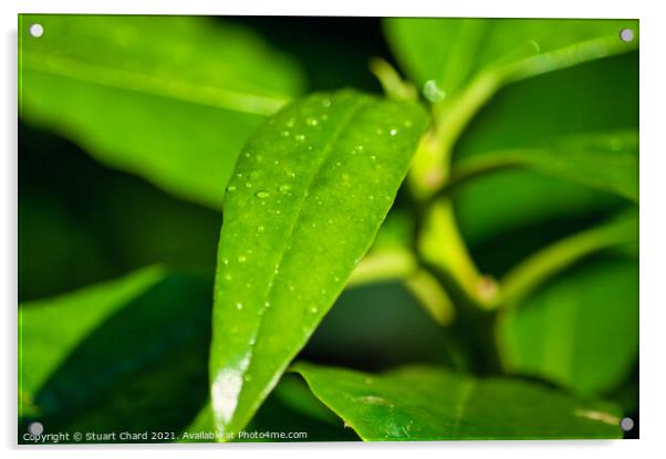Raindrops on a plant leaf Acrylic by Stuart Chard