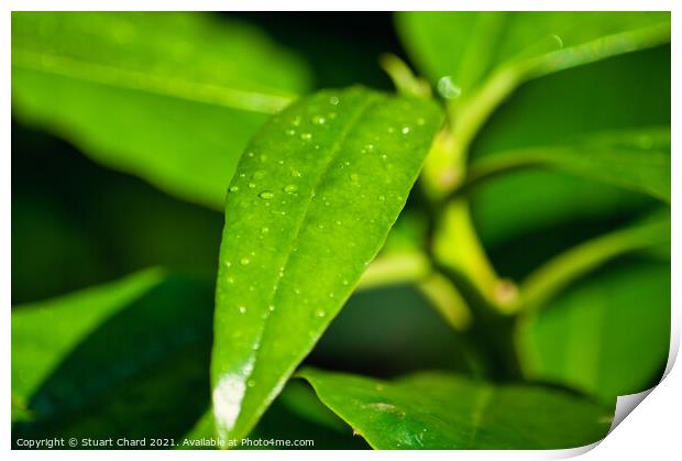 Raindrops on a plant leaf Print by Travel and Pixels 