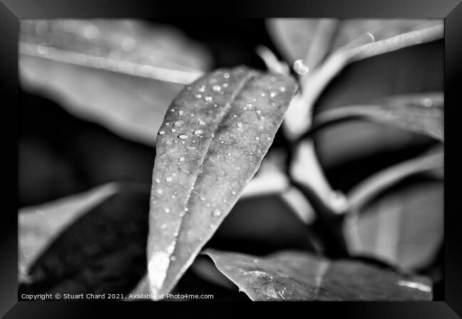 raindrops on a leaf Framed Print by Travel and Pixels 