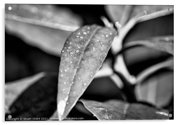 raindrops on a leaf Acrylic by Stuart Chard