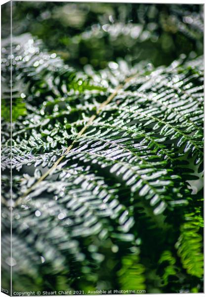 Fern in woodland Canvas Print by Travel and Pixels 