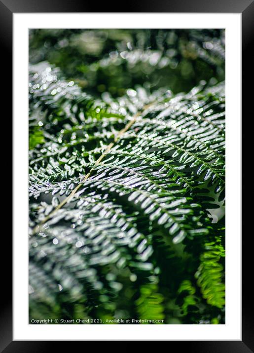 Fern in woodland Framed Mounted Print by Travel and Pixels 