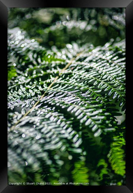 Fern in woodland Framed Print by Travel and Pixels 