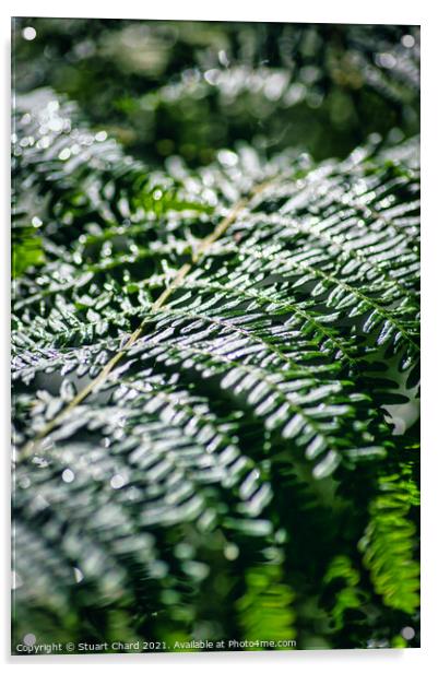 Fern in woodland Acrylic by Travel and Pixels 