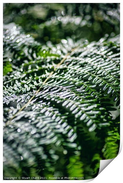 Fern in woodland Print by Travel and Pixels 