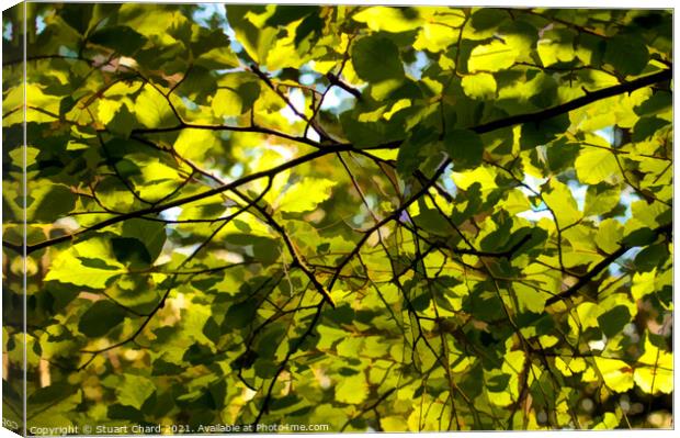 Dappled light through spring leaves  Canvas Print by Travel and Pixels 
