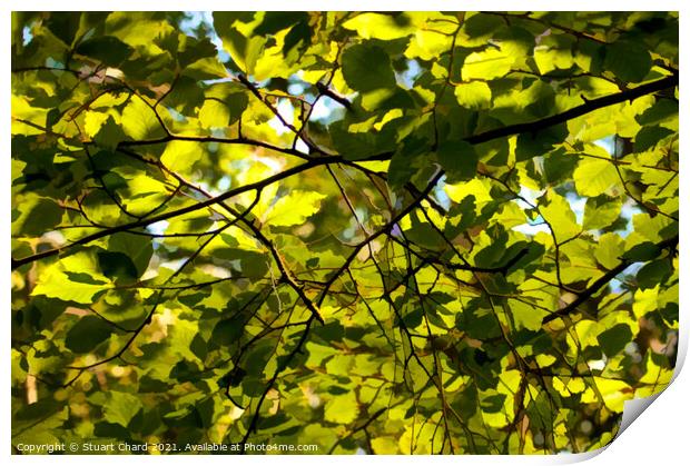 Dappled light through spring leaves  Print by Travel and Pixels 