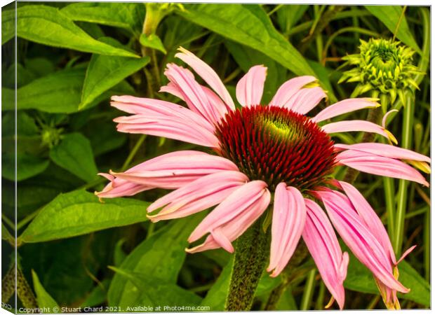 Echinacea or cone flower Canvas Print by Stuart Chard