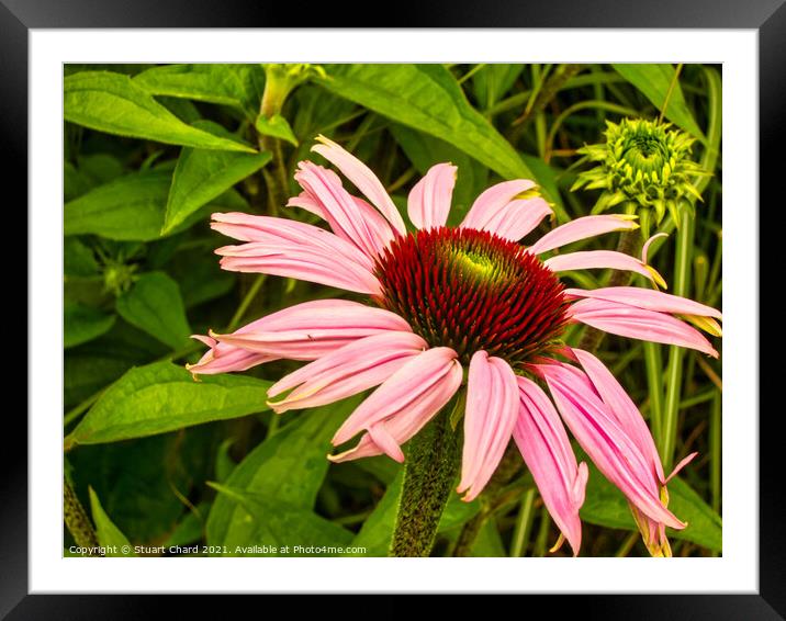 Echinacea or cone flower Framed Mounted Print by Travel and Pixels 