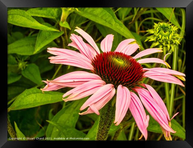 Echinacea or cone flower Framed Print by Travel and Pixels 