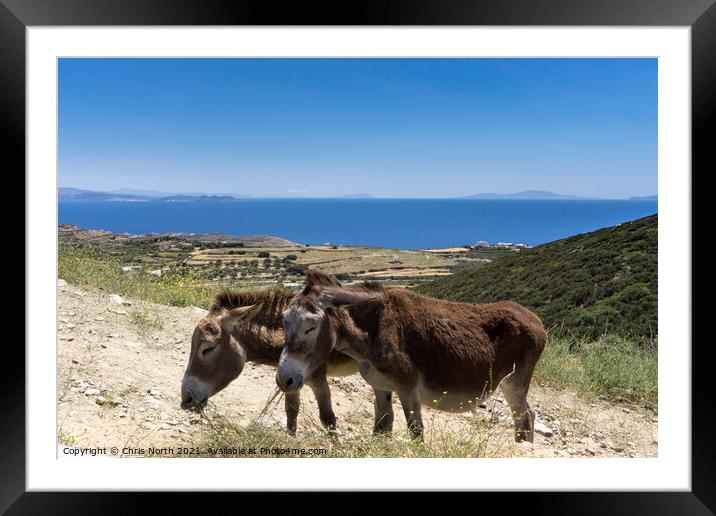 Grazing donkeys onn the Island of Sifnos. Framed Mounted Print by Chris North