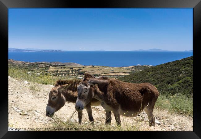 Grazing donkeys onn the Island of Sifnos. Framed Print by Chris North