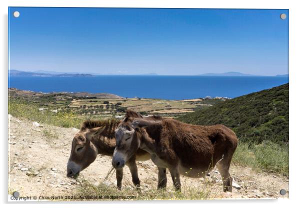 Grazing donkeys onn the Island of Sifnos. Acrylic by Chris North