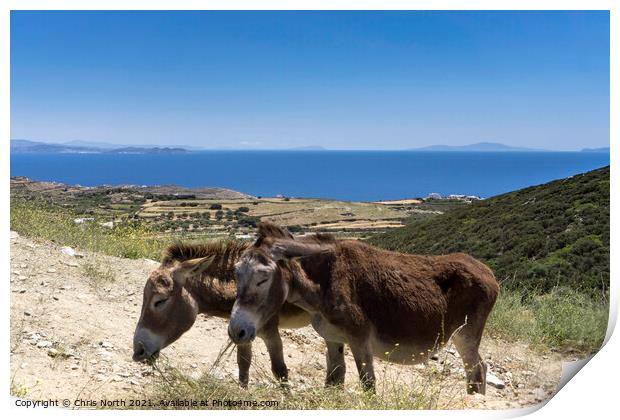 Grazing donkeys onn the Island of Sifnos. Print by Chris North