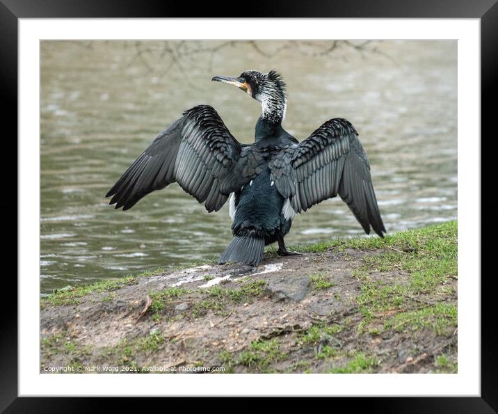 Cormorant Wings Outstretched Framed Mounted Print by Mark Ward