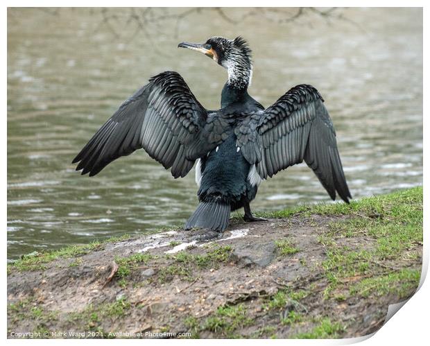 Cormorant Wings Outstretched Print by Mark Ward
