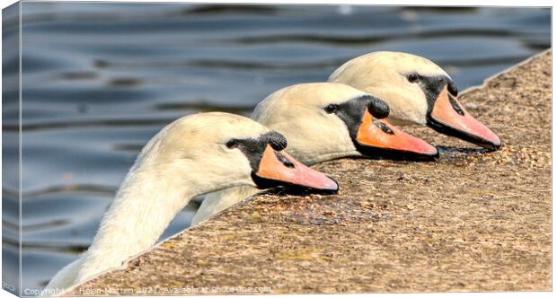 Three Swans Pecking the Quayside Canvas Print by Helkoryo Photography