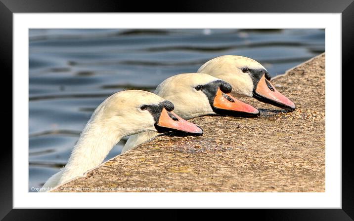 Three Swans Pecking the Quayside Framed Mounted Print by Helkoryo Photography