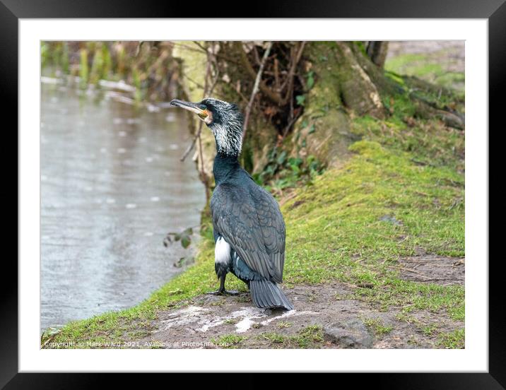 Cormorant at the waters edge. Framed Mounted Print by Mark Ward