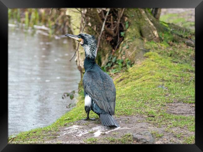 Cormorant at the waters edge. Framed Print by Mark Ward