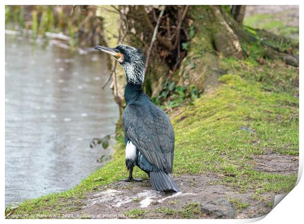 Cormorant at the waters edge. Print by Mark Ward