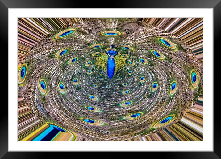 Abstract Peacock Framed Mounted Print by Roger Green