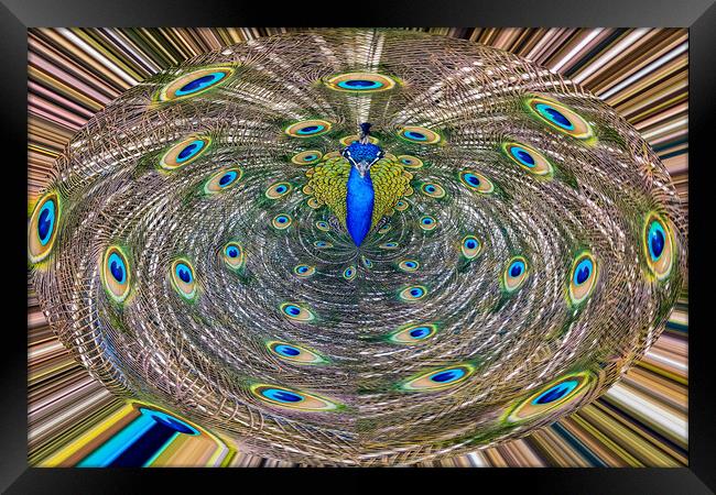 Abstract Peacock Framed Print by Roger Green